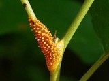 Puccinia coronata image