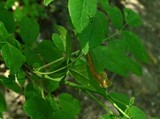 Puccinia calcitrapae image