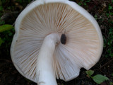 Pluteus petasatus image