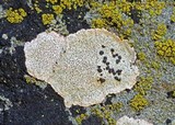 Herteliana alaskensis image