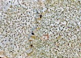 Herteliana alaskensis image