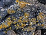 Caloplaca verruculifera image
