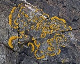 Caloplaca verruculifera image