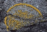 Caloplaca verruculifera image