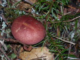 Tricholomopsis rutilans image
