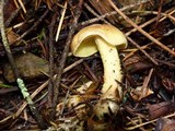 Rhodocollybia maculata var. scorzonerea image