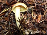 Rhodocollybia maculata var. scorzonerea image