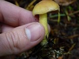 Rhodocollybia maculata var. scorzonerea image