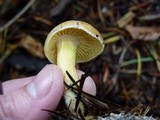 Rhodocollybia maculata var. scorzonerea image