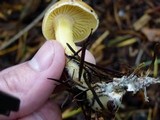 Rhodocollybia maculata var. scorzonerea image