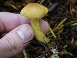 Rhodocollybia maculata image