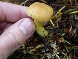 Rhodocollybia maculata var. scorzonerea image
