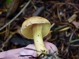 Rhodocollybia maculata var. scorzonerea image