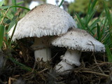 Leucoagaricus barssii image