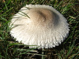 Leucoagaricus barssii image
