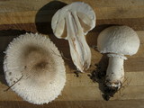 Leucoagaricus barssii image