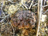 Catapyrenium squamulosum image
