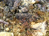 Catapyrenium squamulosum image