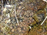 Catapyrenium squamulosum image