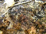 Catapyrenium squamulosum image