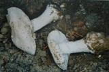Amanita smithiana image