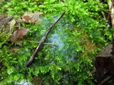 Ceratiomyxa fruticulosa var. fruticulosa image