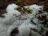 Ceratiomyxa fruticulosa var. fruticulosa image