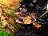 Fomitopsis cajanderi image