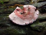 Fomitopsis cajanderi image