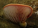 Rhodotus palmatus image