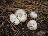 Lycoperdon subcretaceum image