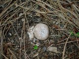 Lycoperdon subcretaceum image