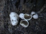 Lycoperdon subcretaceum image