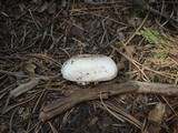 Agaricus albolutescens image