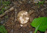 Boletus rex-veris image