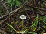 Mycena amicta image
