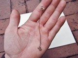 Mycena amicta image