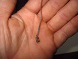 Mycena amicta image
