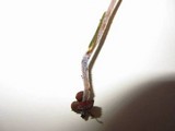 Mycena amicta image