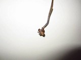 Mycena amicta image