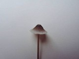 Mycena amicta image