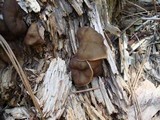 Gyromitra californica image