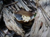 Gyromitra californica image
