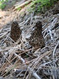 Morchella snyderi image