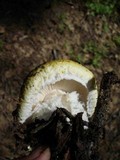 Floccularia albolanaripes image