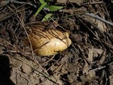Floccularia albolanaripes image