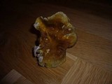 Tricholoma arvernense image