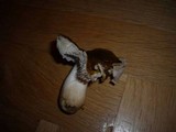 Tricholoma arvernense image