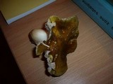Tricholoma arvernense image
