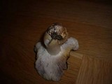 Tricholoma arvernense image